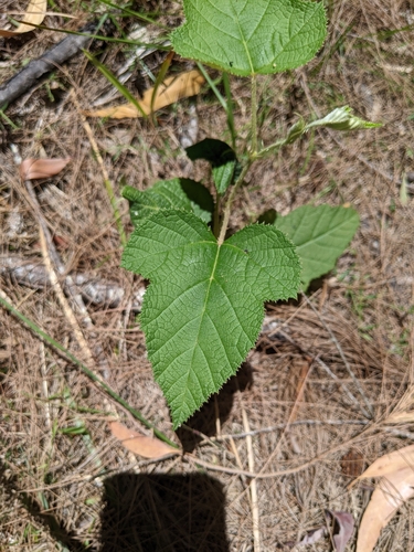 Rubus moluccanus (Molucca Bramble) (alternate view 2)
