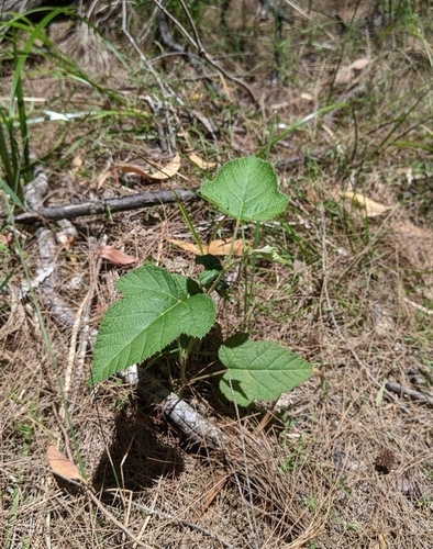 Rubus moluccanus (Molucca Bramble)