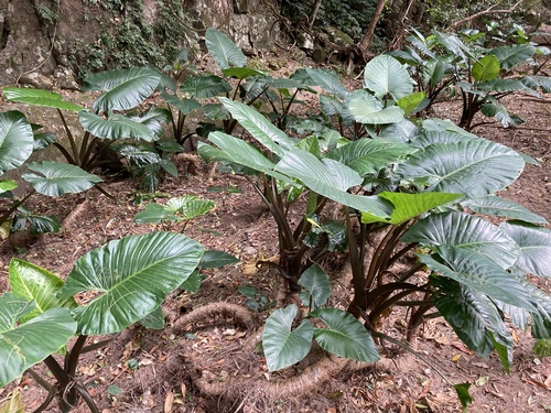 Alocasia brisbanensis (Cunjevoi) (alternate view 4)