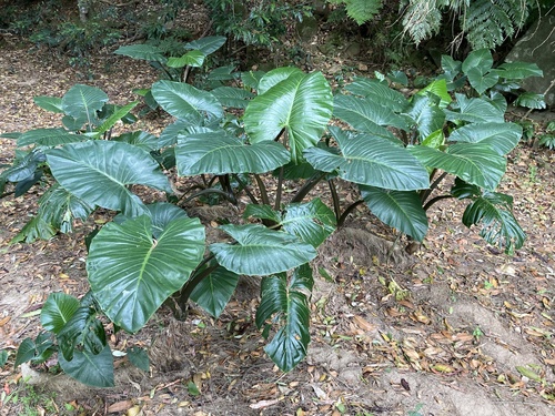 Alocasia brisbanensis (Cunjevoi) (alternate view 5)