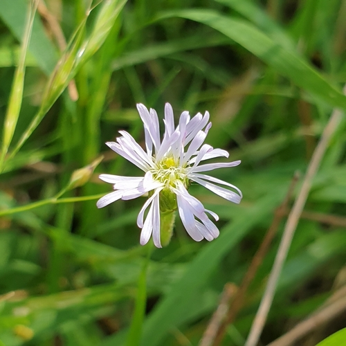 Lagenophora stipitata (Blue Bottle-daisy) (alternate view 4)