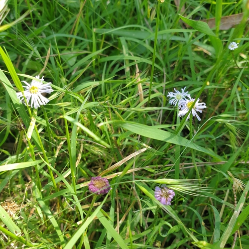 Lagenophora stipitata (Blue Bottle-daisy) (alternate view 5)