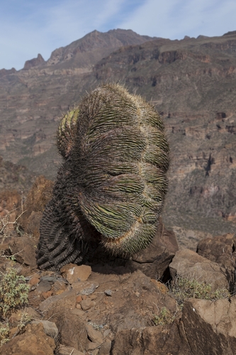 Ferocactus (barrel cactuses) (alternate view 4)