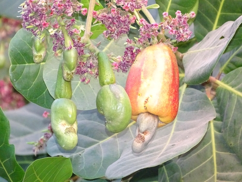Anacardium occidentale (Cashew) (alternate view 6)