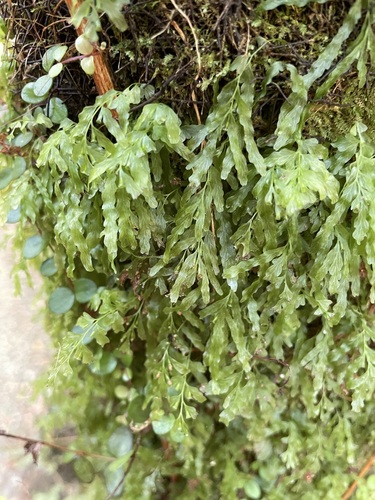 Trichomanes venosum (veined bristle-fern) (alternate view 3)