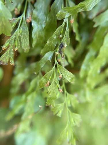 Trichomanes venosum (veined bristle-fern) (alternate view 2)