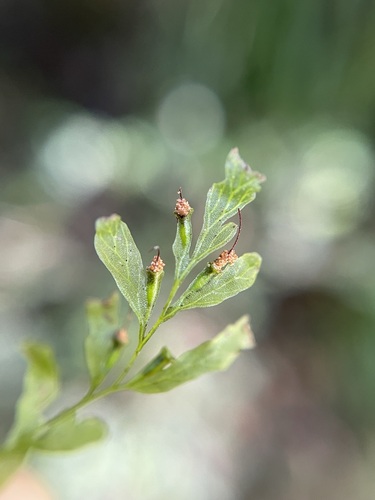 Trichomanes venosum (veined bristle-fern) (alternate view 4)