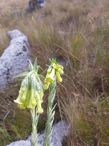 Lithospermum (stoneseeds, puccoons, and gromwells) (alternate view 3)