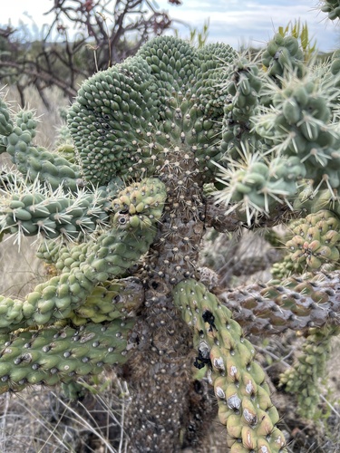 Cylindropuntia fulgida (Chain-fruit Cholla)