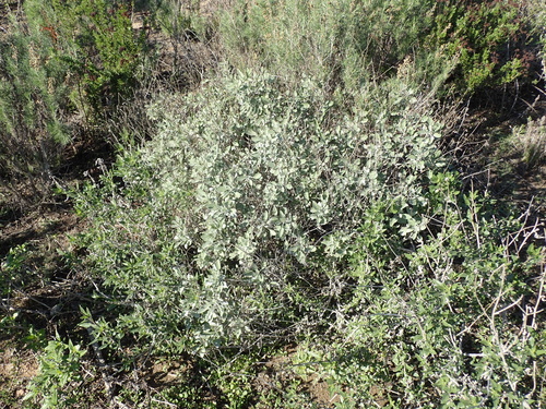 Encelia (brittlebushes) (alternate view 2)