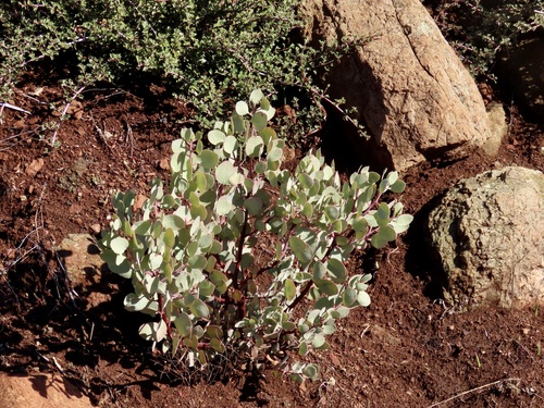 Arctostaphylos viscida (Whiteleaf Manzanita) (alternate view 6)
