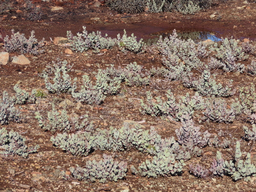 Arctostaphylos viscida (Whiteleaf Manzanita) (alternate view 7)