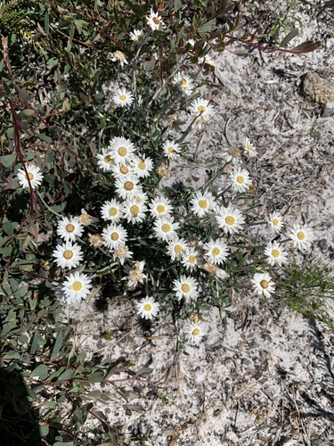 Argentipallium obtusifolium (Blunt everlasting) (alternate view 3)