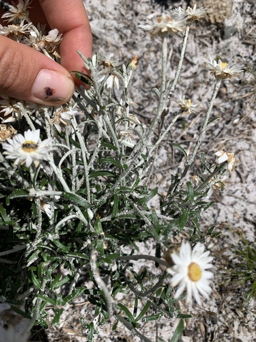 Argentipallium obtusifolium (Blunt everlasting) (alternate view 4)