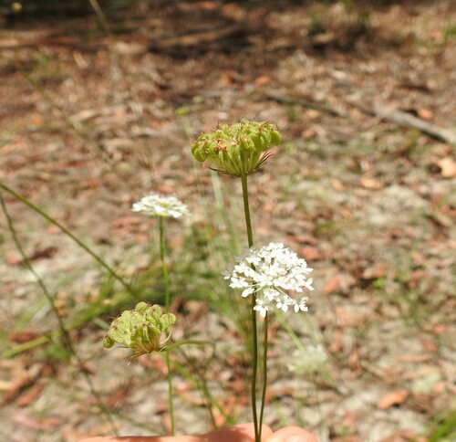 Trachymene incisa (Australian parsnip) (alternate view 4)