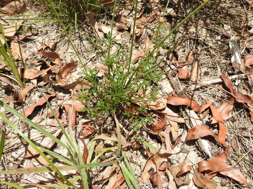 Trachymene incisa (Australian parsnip) (alternate view 5)