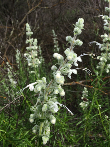 Trichostema lanatum (woolly bluecurls) (alternate view 2)