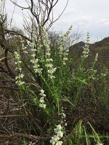Trichostema lanatum (woolly bluecurls) (alternate view 4)