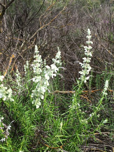 Trichostema lanatum (woolly bluecurls) (alternate view 3)