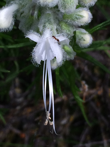 Trichostema lanatum (woolly bluecurls)