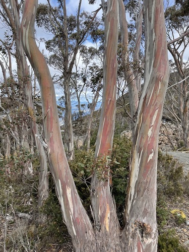 Eucalyptus coccifera (Tasmanian Snow Gum) (alternate view 4)