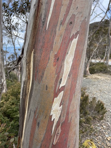 Eucalyptus coccifera (Tasmanian Snow Gum) (alternate view 2)