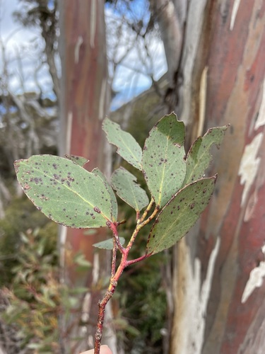 Eucalyptus coccifera (Tasmanian Snow Gum)