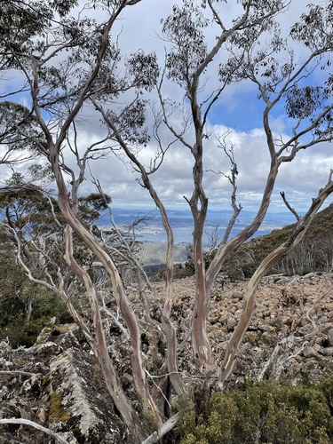 Eucalyptus coccifera (Tasmanian Snow Gum) (alternate view 3)