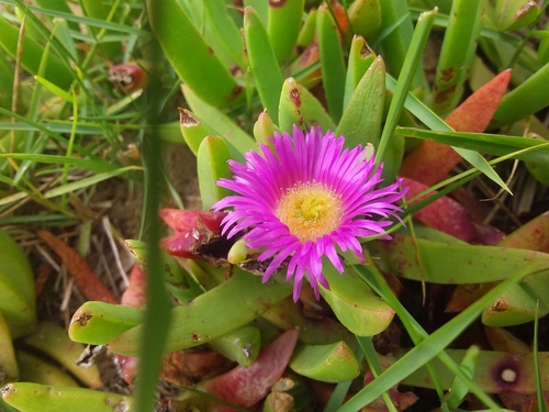 Carpobrotus glaucescens (Angular Sea-fig) (alternate view 4)