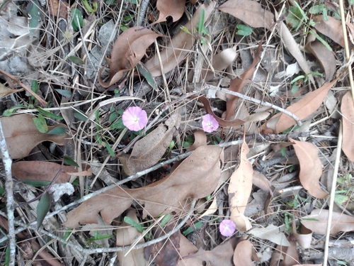 Polymeria calycina (slender bindweed) (alternate view 2)