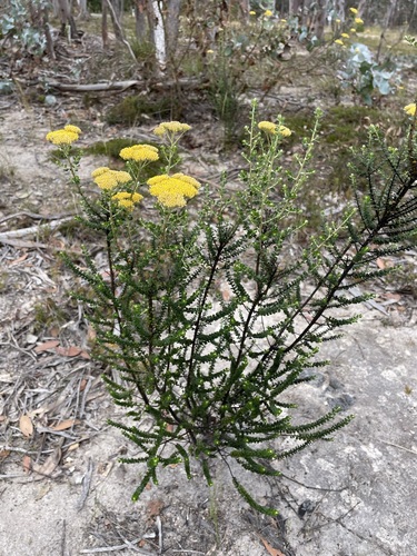 Ozothamnus obcordatus (Grey Everlasting)