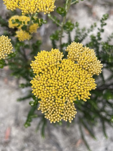 Ozothamnus obcordatus (Grey Everlasting) (alternate view 2)