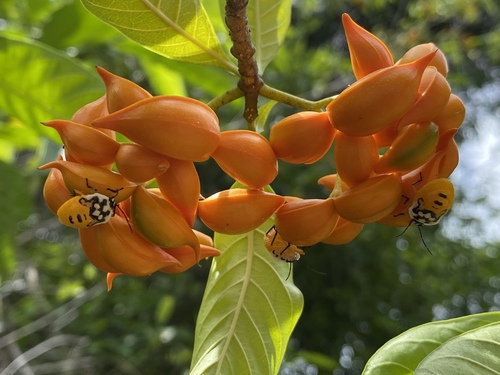 Tabernaemontana pandacaqui (Banana Bush) (alternate view 6)