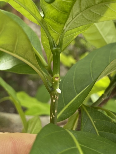 Tabernaemontana pandacaqui (Banana Bush) (alternate view 7)