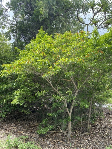Tabernaemontana pandacaqui (Banana Bush) (alternate view 8)