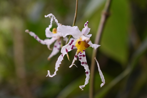 Oncidium (dancing lady orchids) (alternate view 4)