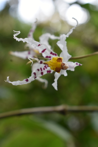 Oncidium (dancing lady orchids) (alternate view 3)