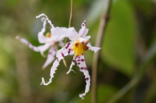 Oncidium (dancing lady orchids) (alternate view 2)
