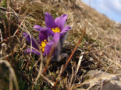 Pulsatilla vulgaris (common pasqueflower)