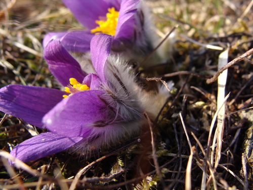 Pulsatilla vulgaris (common pasqueflower) (alternate view 2)