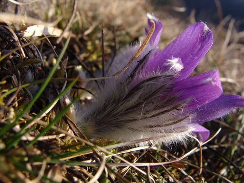 Pulsatilla vulgaris (common pasqueflower) (alternate view 3)