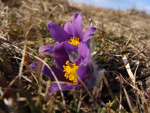 Pulsatilla vulgaris (common pasqueflower) (alternate view 4)