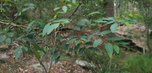 Breynia oblongifolia (coffee bush) (alternate view 7)