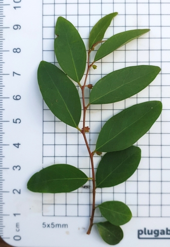 Breynia oblongifolia (coffee bush) (alternate view 8)