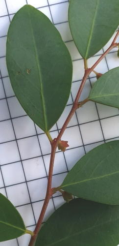 Breynia oblongifolia (coffee bush) (alternate view 9)