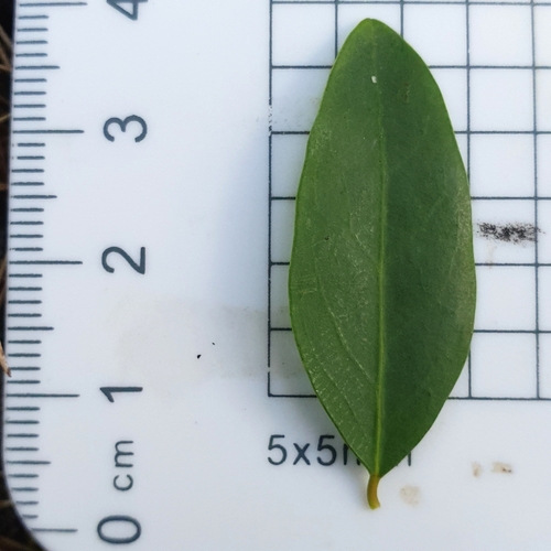 Breynia oblongifolia (coffee bush) (alternate view 10)