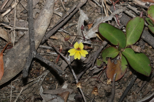 Goodenia mystrophylla (wild pansies) (alternate view 5)