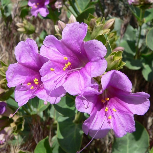 Mirabilis multiflora (Colorado Four o'Clock) (alternate view 4)