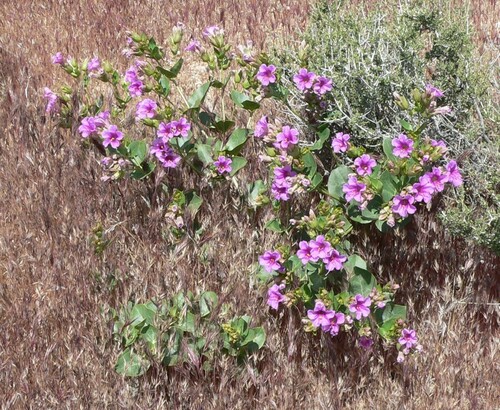 Mirabilis multiflora (Colorado Four o'Clock) (alternate view 5)