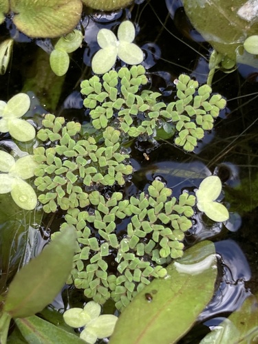 Azolla pinnata (Feathered Mosquito Fern)